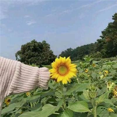 航海征服者变态版下载